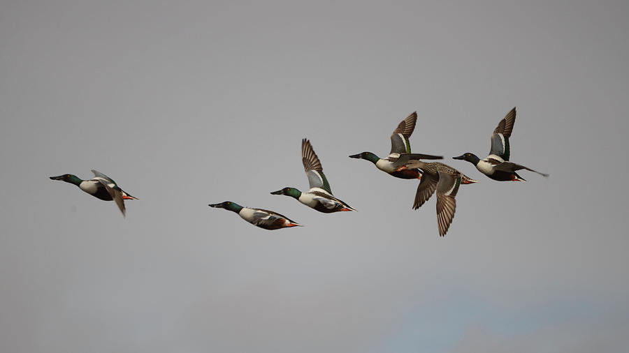 Northern Shovelers in Flight Photograph by Whispering Peaks Photography