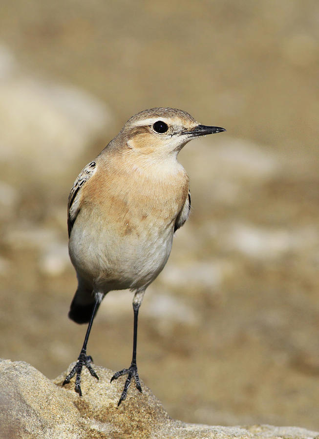 Northern Wheatear Photograph by Filippos Georgiades Photographic Archive