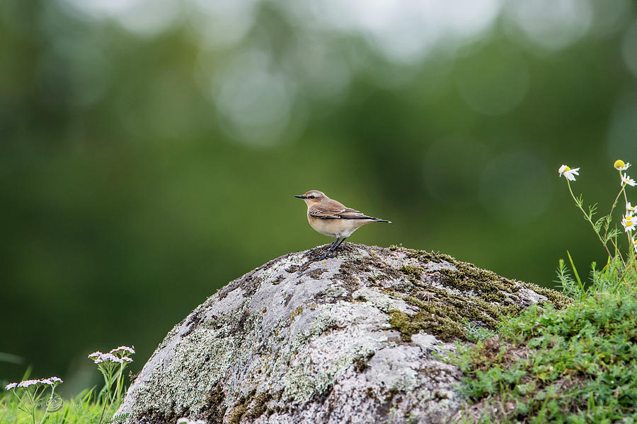 Northern Wheatear perching on a stone Photograph by Torbjorn Swenelius