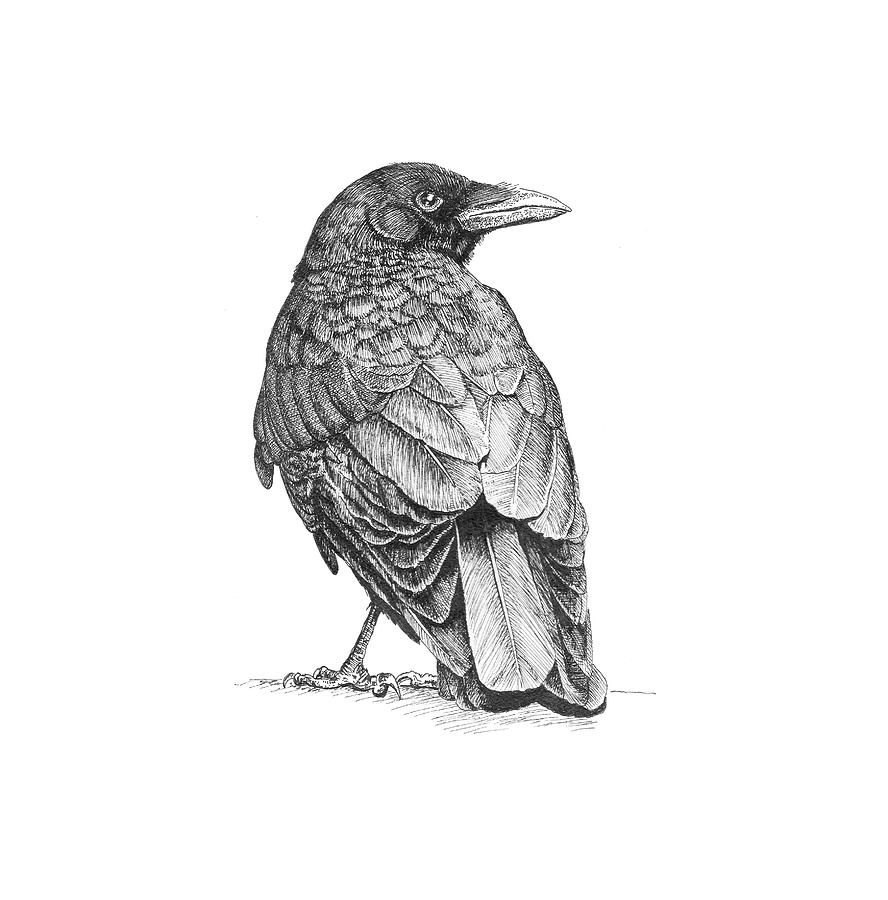 Crow Drawing, crow, angle, white png | PNGEgg