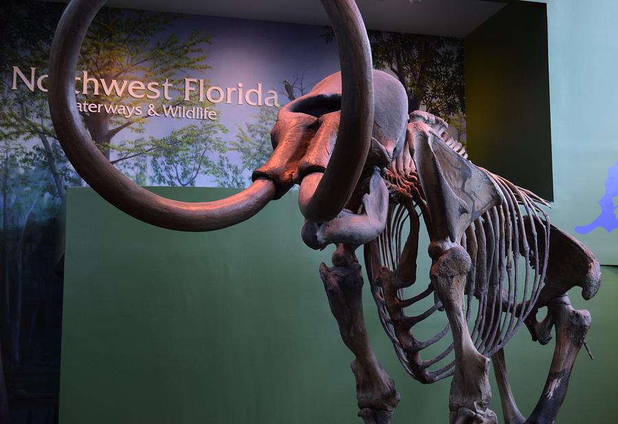 Northwest Florida Mastodon  Photograph by Warren Thompson
