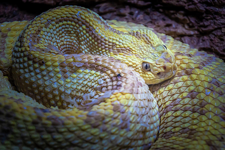 Northwestern Neotropical  Rattlesnake Photograph by Donald Pash