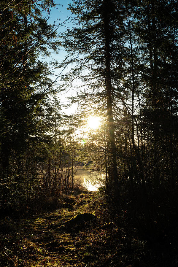 Nature Photograph - Northwoods Pond Trail by Steve Gadomski