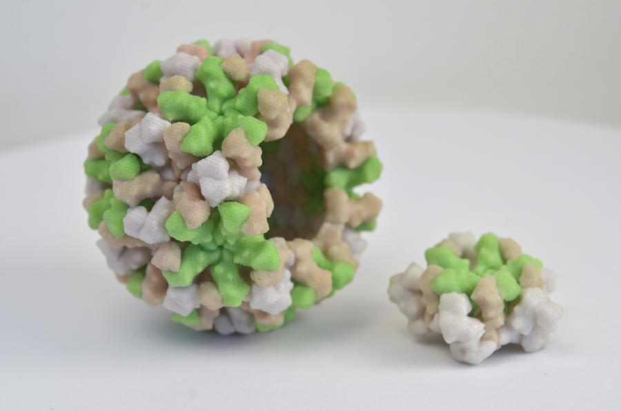 Norwalk Virus Norovirus 3d Model Photograph By Science Source Pixels