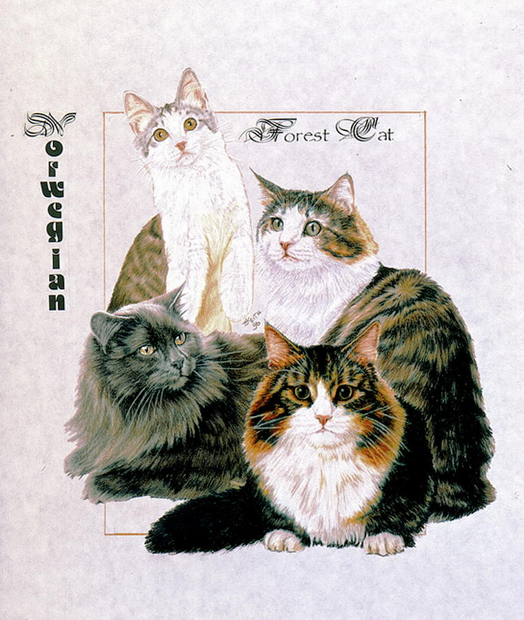 Norwegian Forest Cat Drawing by Barbara Keith