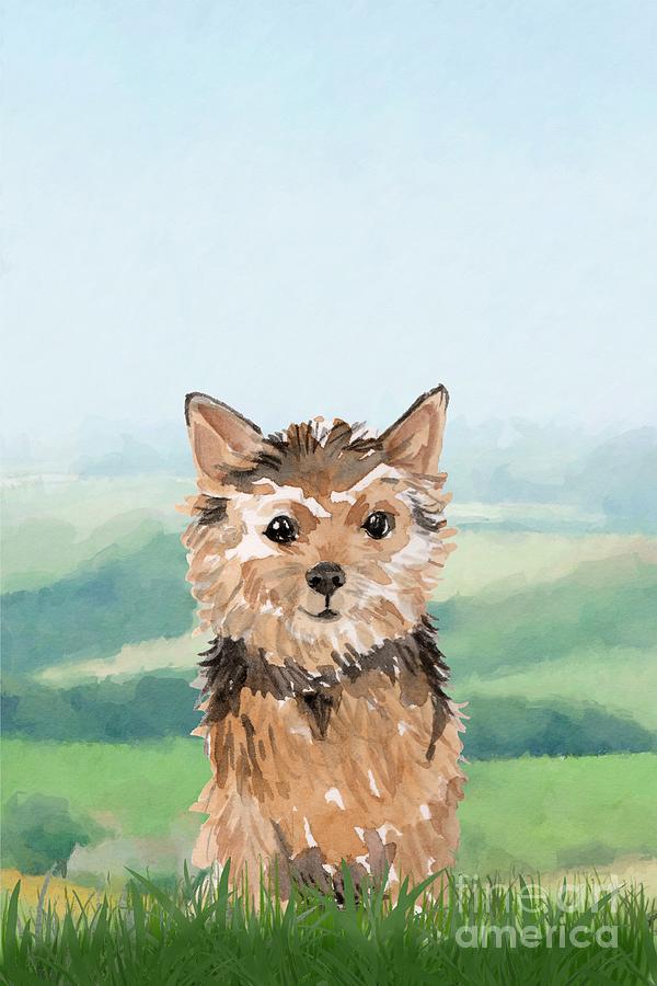 Norwich Terrier Painting by John Edwards