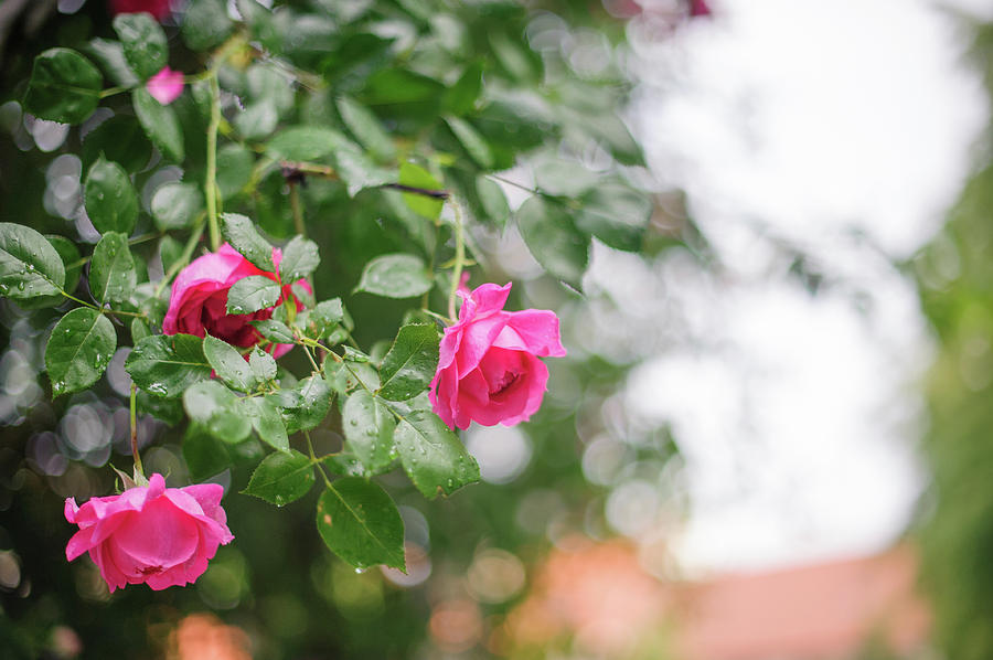 Nostalgic Roses of Franciscan Garden 3 Photograph by Jenny Rainbow