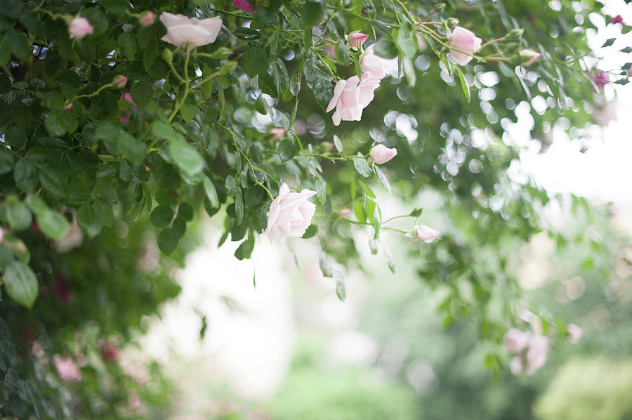 Nostalgic Roses of Franciscan Garden 6 Photograph by Jenny Rainbow