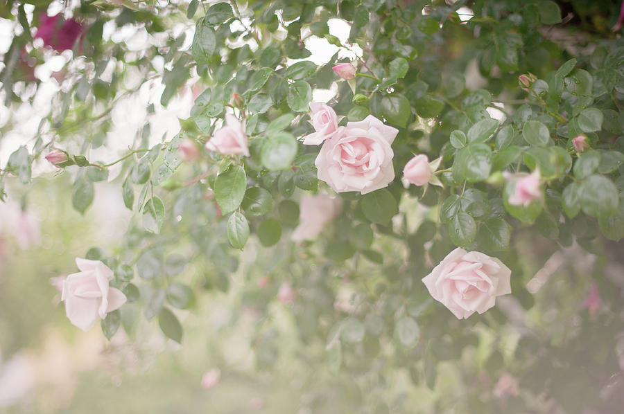 Nostalgic Roses of Franciscan Garden 7 Photograph by Jenny Rainbow