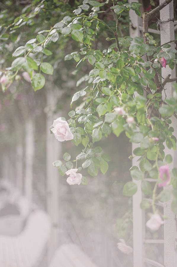 Nostalgic Roses of Franciscan Garden 9 Photograph by Jenny Rainbow