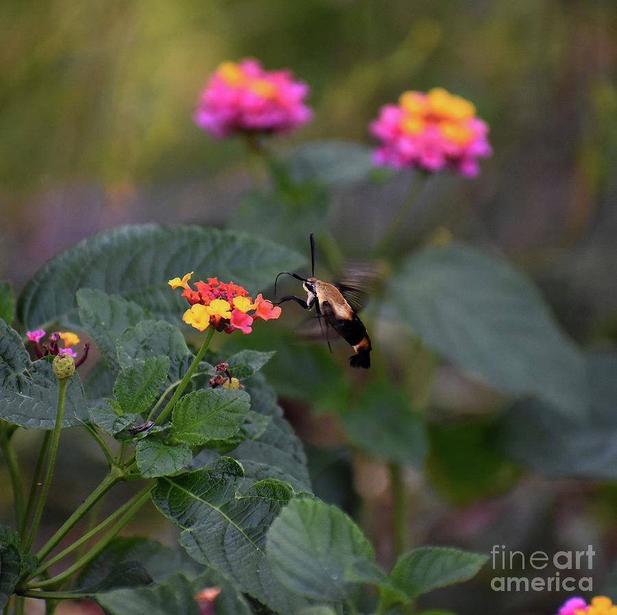 Not A Hummer But A Moth Photograph by Skip Willits