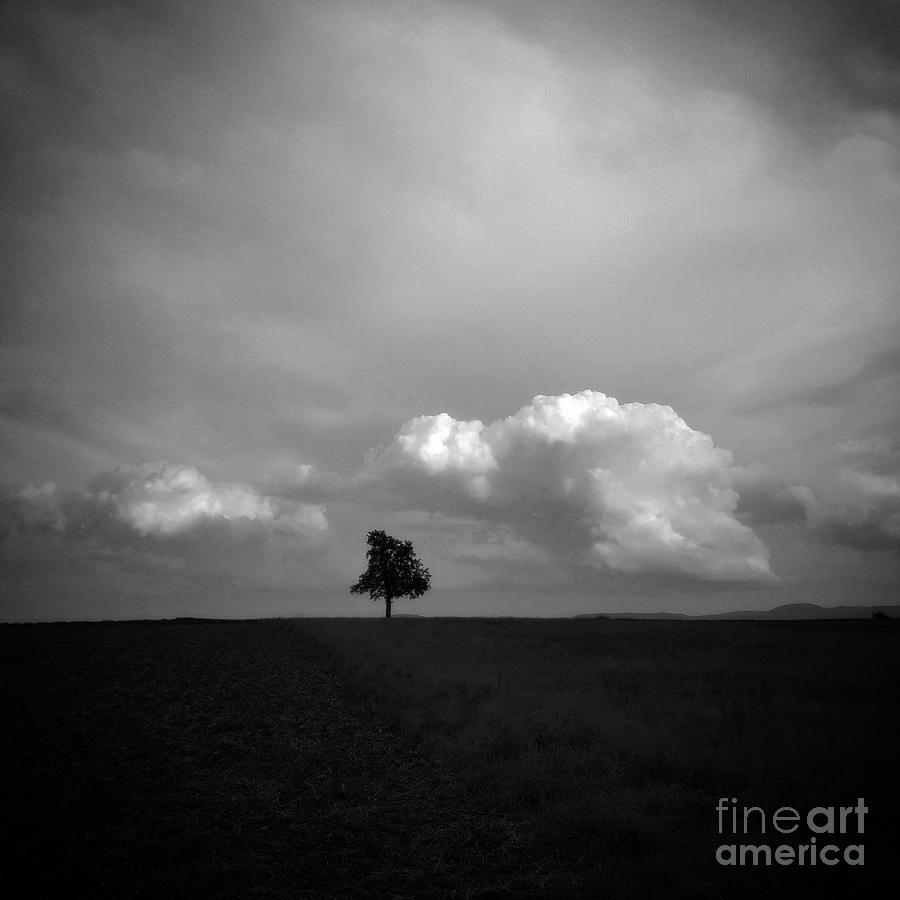 Tree Photograph - Wunderbar geborgen by Martina Rall