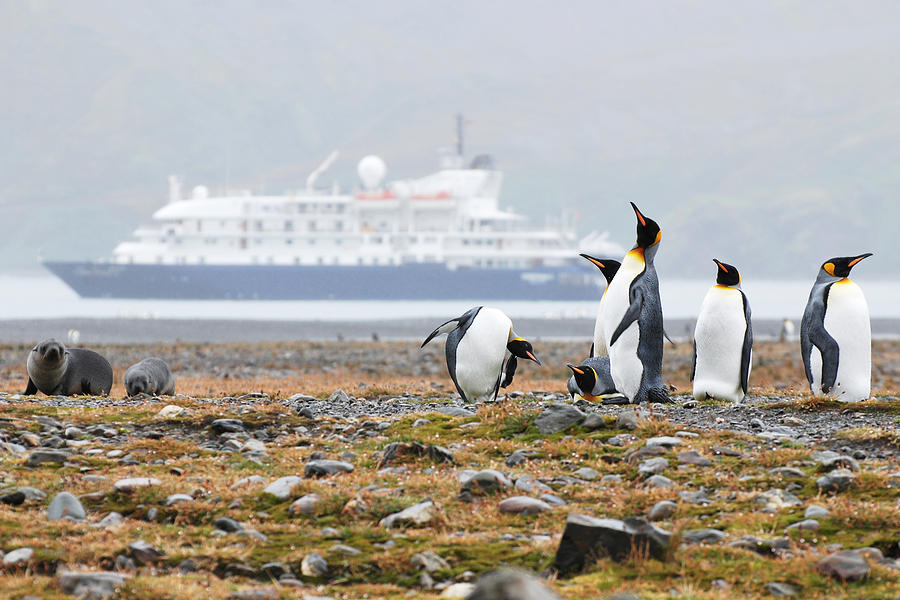 Penguin Photograph - Not Another Cruise Ship by Michael Webb