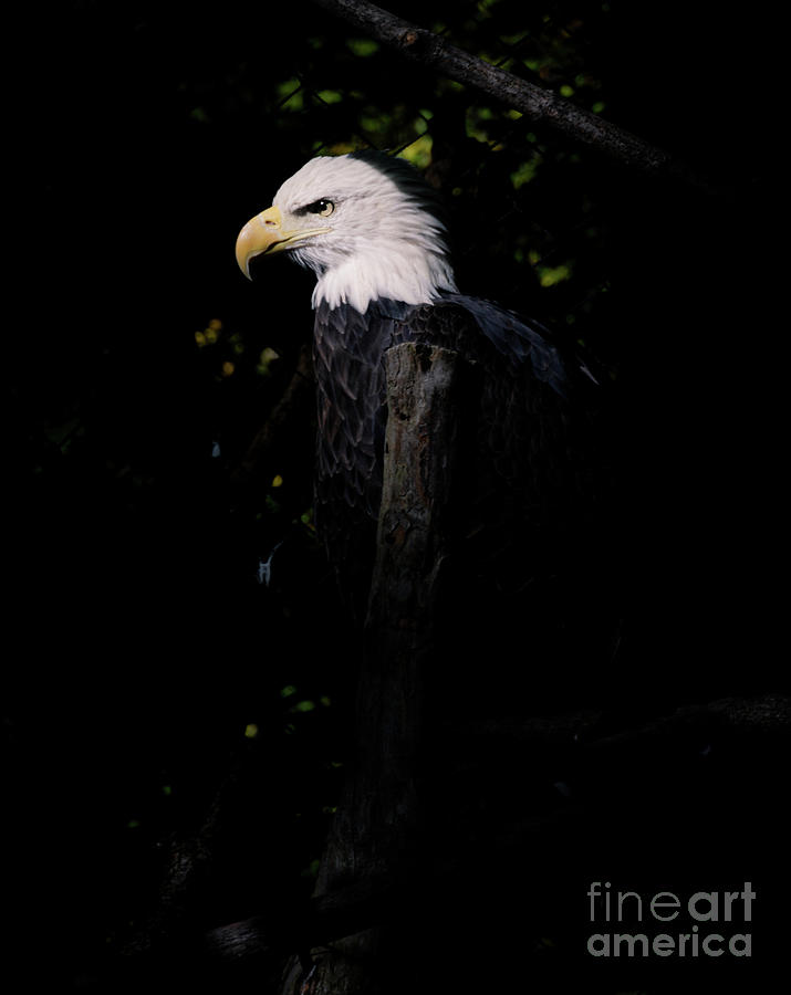 Eagle Photograph - Not Happy by William Norton