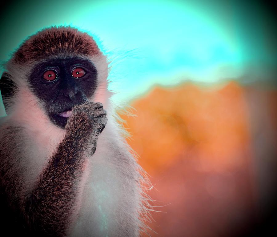 Not My Monkey Photograph by Debra Grace Addison