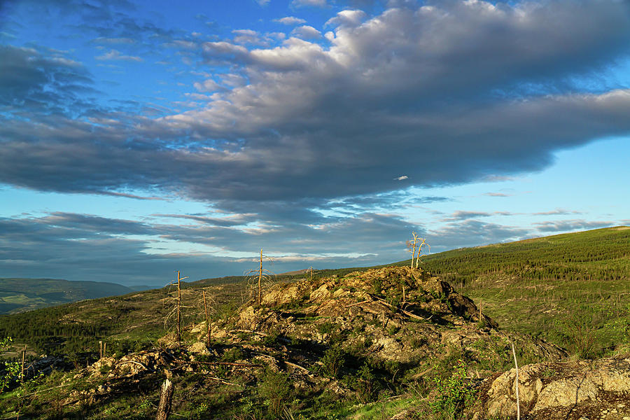Not So Lone Tree Sunset by Dave Matchett Not So Lone Tree Sunset by Dave Matchett