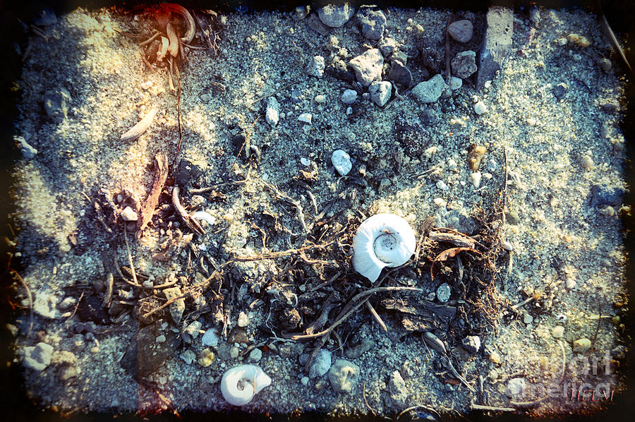 Seashells Photograph - Not so Secluded by Mayhem Mediums