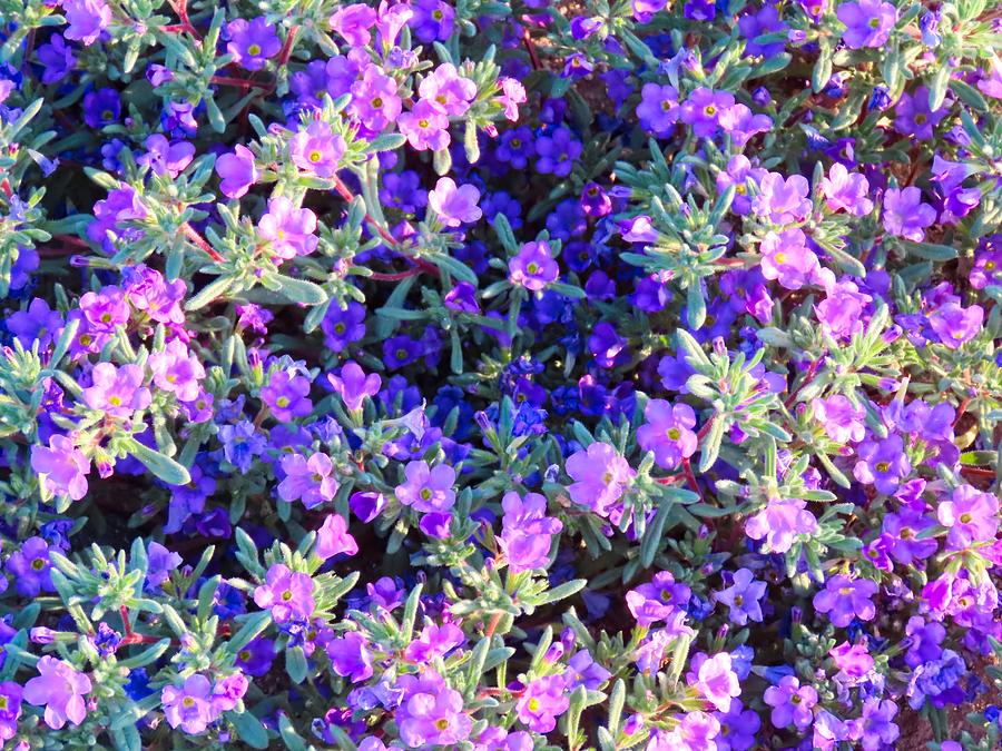 Arizona Purple Wildflowers Photograph by Judy Kennedy