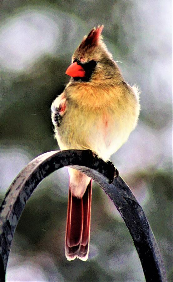 North American Female Cardinal Photograph by Bruce Bley