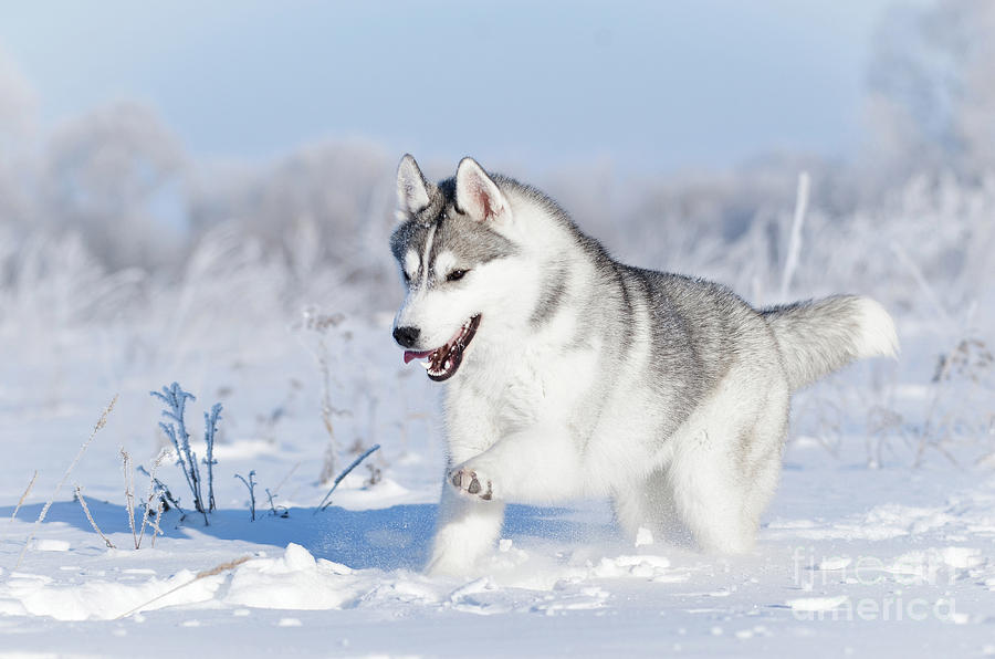 siberian husky in snow