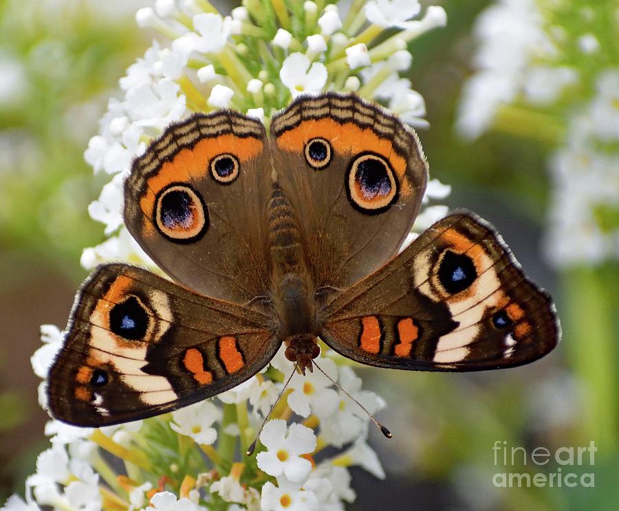 Nothing Common About The Common Buckeye Butterfly Photograph