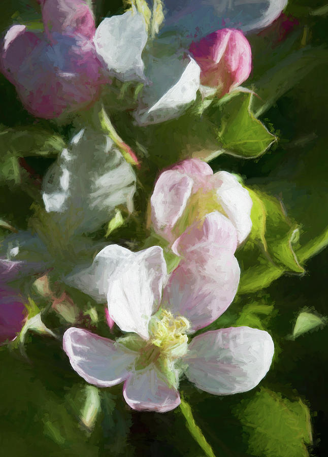 Nothing Sweeter Than Spring Apple Blossoms Photograph by Kathy Clark