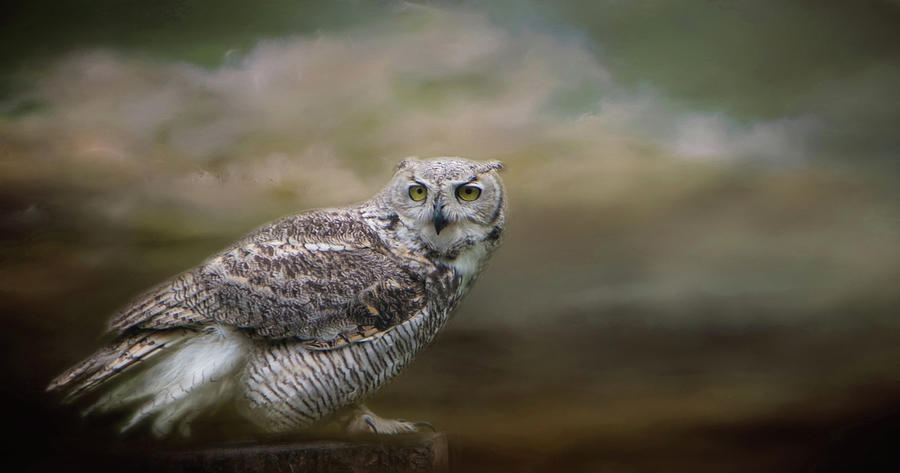 Owl Eyes Photograph by Marilyn Wilson