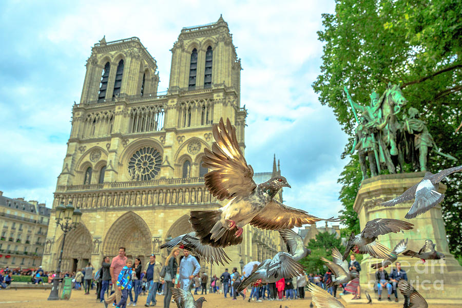 Notre Dame pigeon flight Photograph by Benny Marty