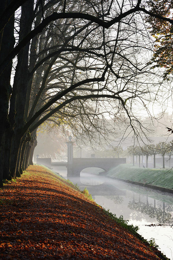 November Atmosphere Under Horse Chestnut Trees Photograph by Daniela Behr