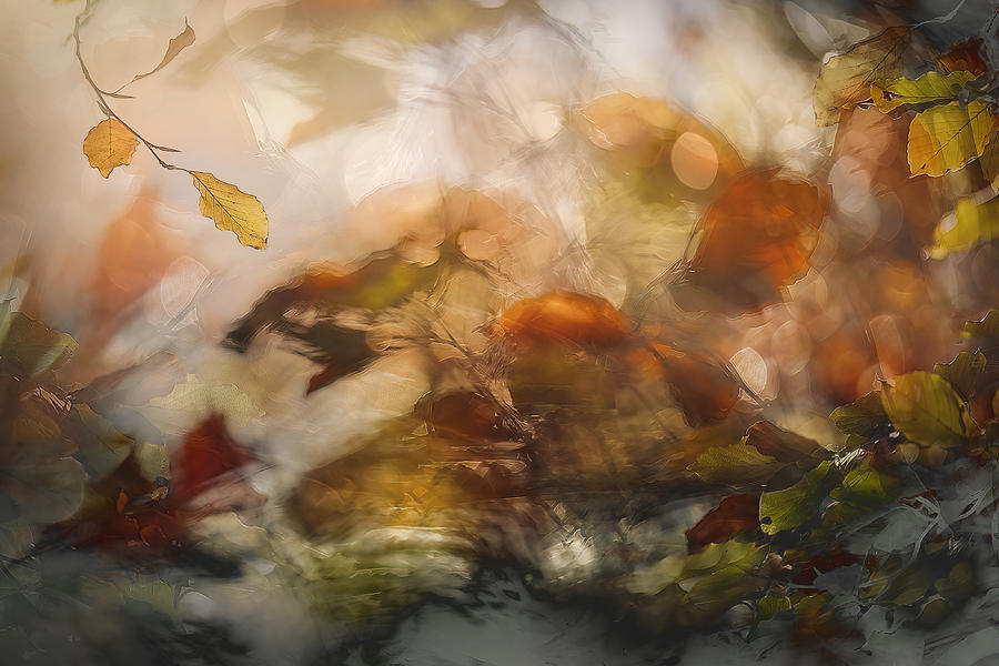Fall Photograph - November Light by Nel Talen