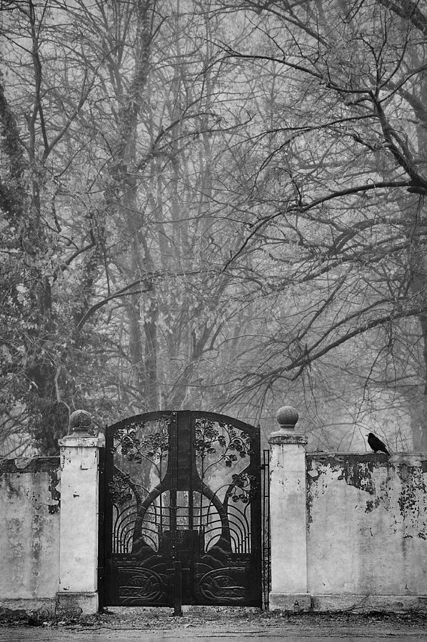 Black And White Photograph - November by Nicoleta Gabor