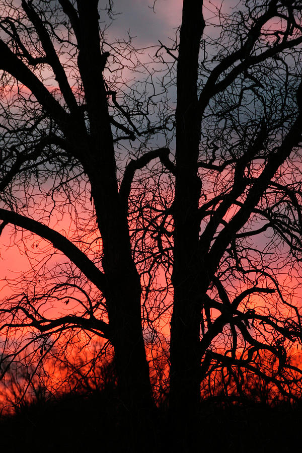 Tree Photograph - November Sunset Vertical by Robert Goldwitz