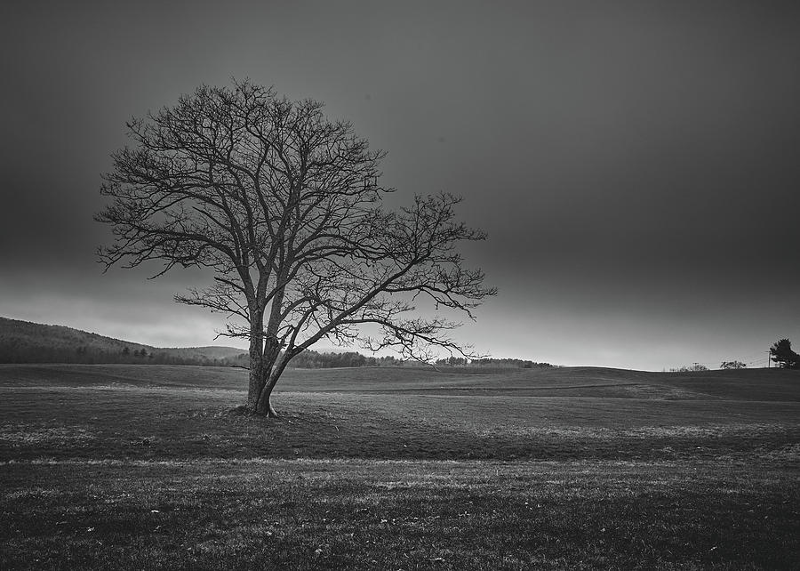 November Tree Photograph by Bob Orsillo