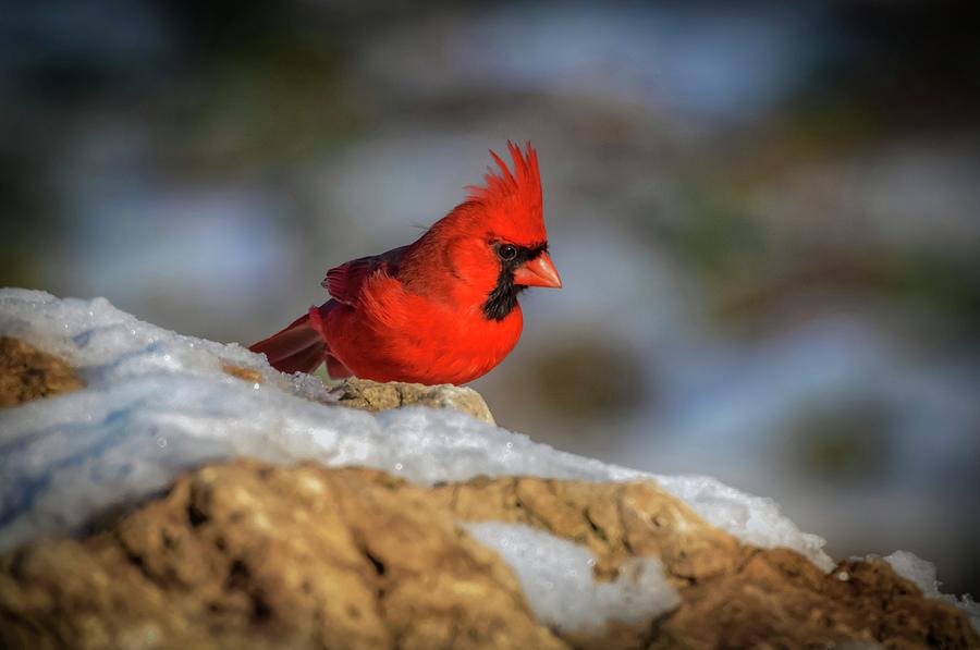 Novembers Cardinal Photograph by Ray Congrove