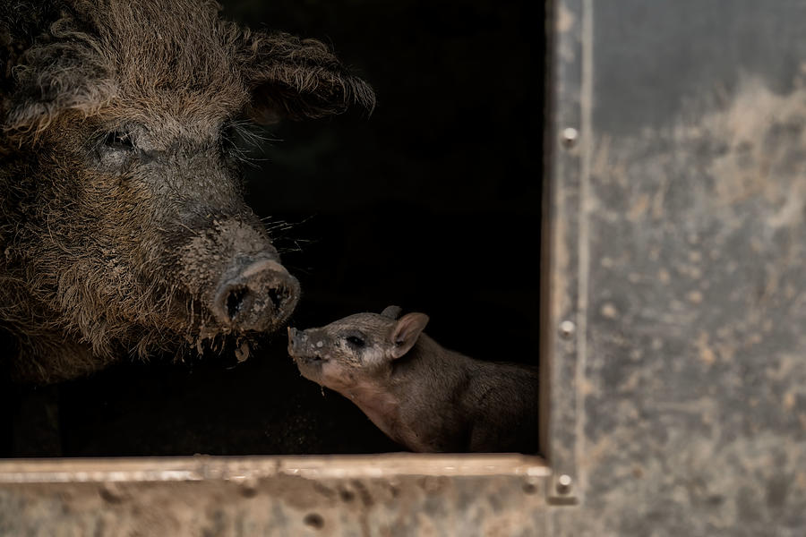 Animal Photograph - Now, Listen Up, Little Brat by Gert Van Den Bosch