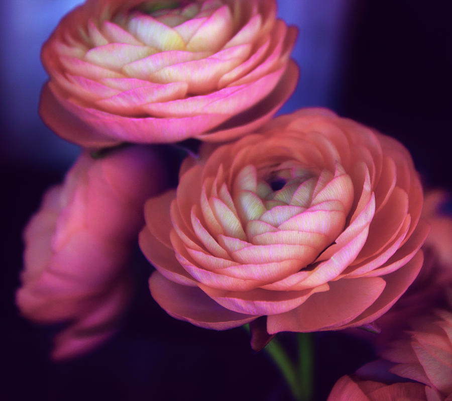 Ranunculus Photograph - Ranunculus Trio by Jessica Jenney Ranunculus Photograph - Ranunculus Trio by Jessica Jenney