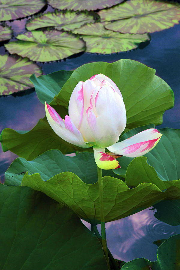  Lotus Bloom Photograph by Jessica Jenney