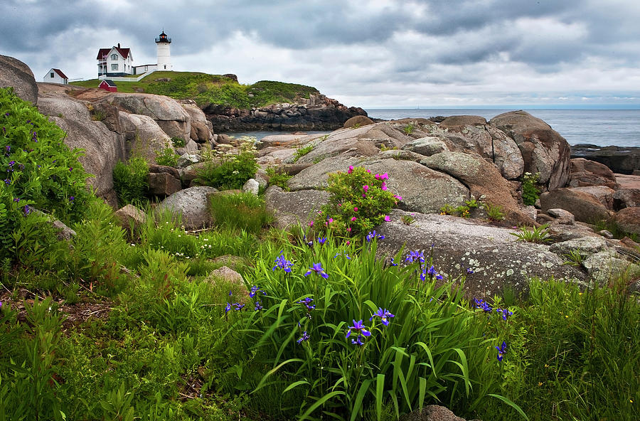 Nubble With Sea Rose and Iris Photograph by Harriet Feagin