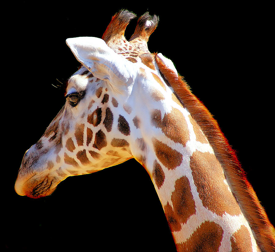 Nubian Giraffe Photograph by Sabine Simons Aka Freemysoul