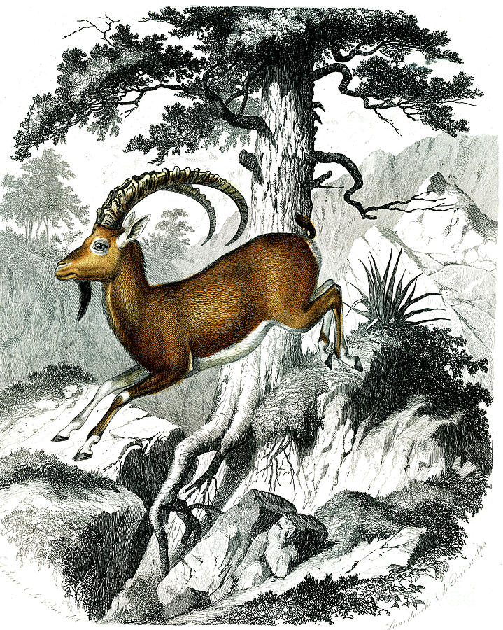 Nubian Ibex Photograph by Collection Abecasis/science Photo Library