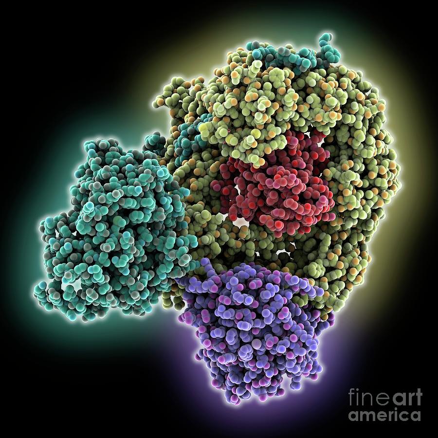 Nuclear Export Receptor Complex Photograph by Laguna Design/science Photo Library