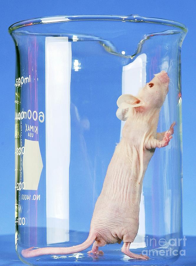 biomedical research mouse