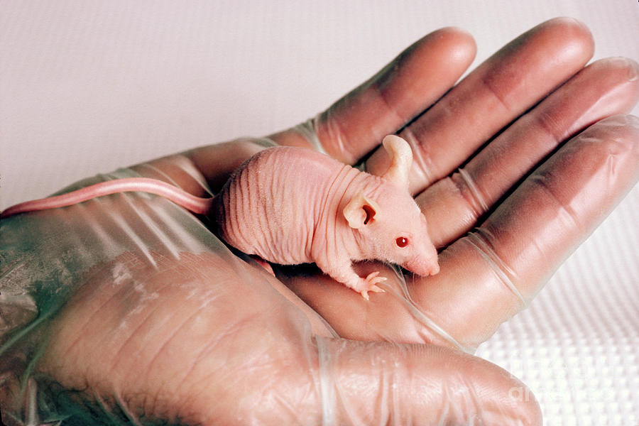 Nude Mouse For Animal Experiment by National Cancer Institute/science Photo  Library