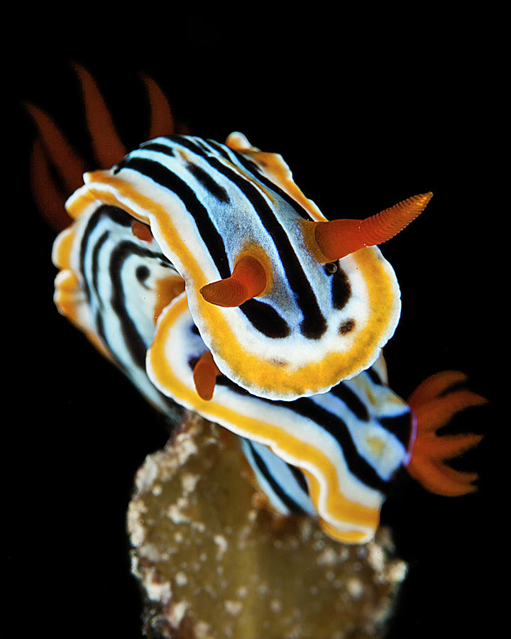 Nudibrach Photograph by Belive...