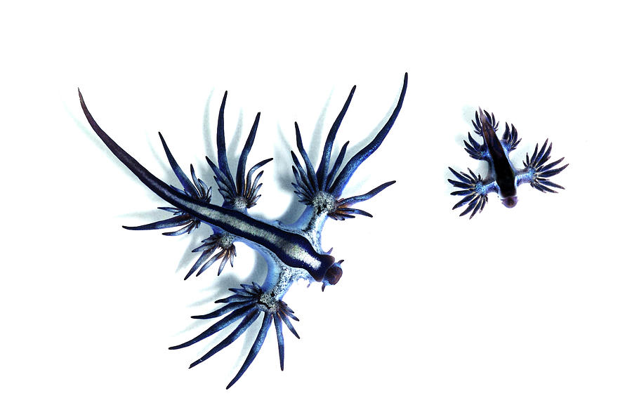 Nudibranch Photograph - Nudibranch - Glaucus Atlanticus by Taro Taylor