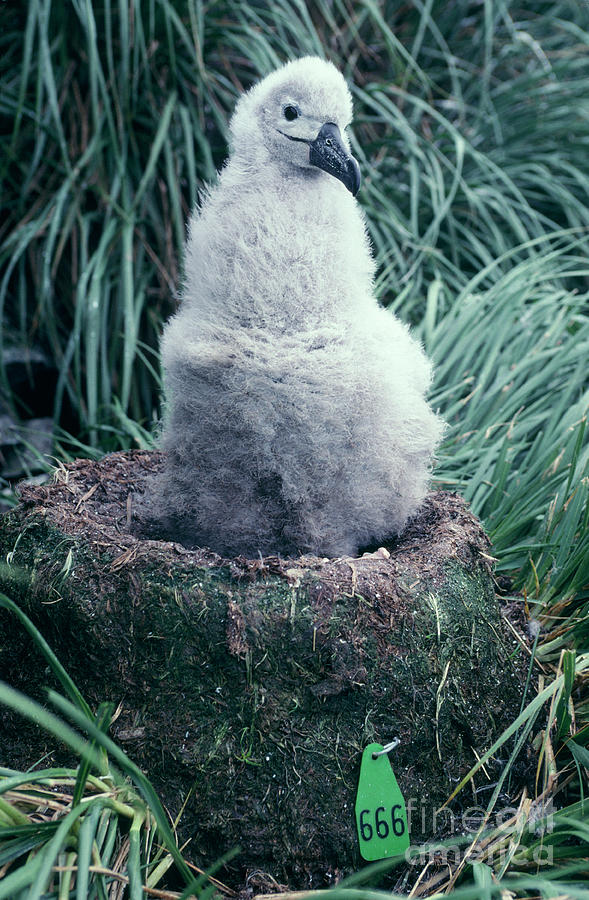 Numbered Nest Of Albatross Chick Photograph by British Antarctic Survey/science Photo Library