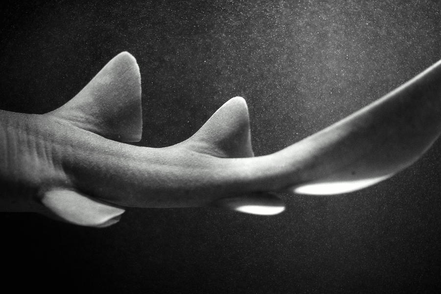 Nurse Sharks Ginglymostoma Cirratum Photograph by Henry Horenstein