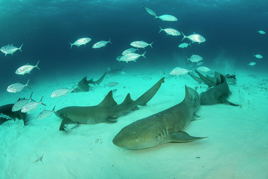 Nurse Sharks Resting On Sandy Seabed With Bar Jacks , South Photograph ...