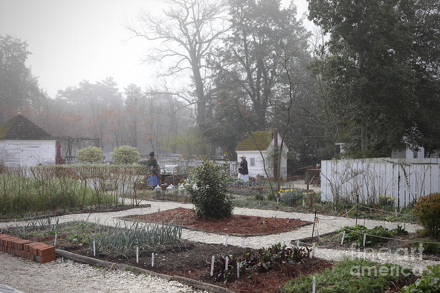 Nursery Garden on a Misty Morning Photograph by Rachel Morrison