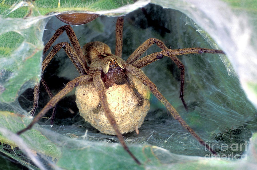 Nursery Spider Photograph by Dr Keith Wheeler/science Photo Library